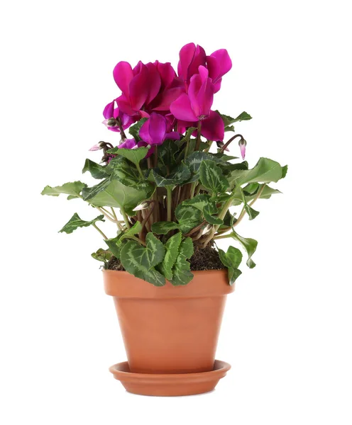 Beautiful cyclamen plant in pot — Stock Photo, Image