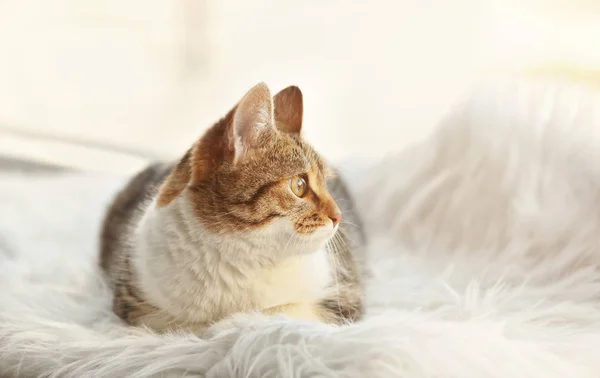 Søt pussig katt – stockfoto