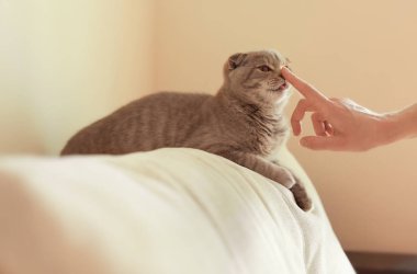 şirin kedi ile oynarken kadın 