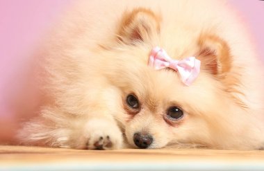 Pomeranian spitz köpek