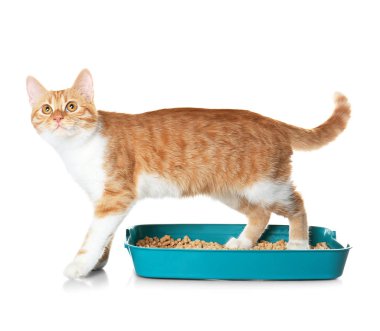 plastik çöp kedi
