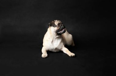 sevimli küçük pug