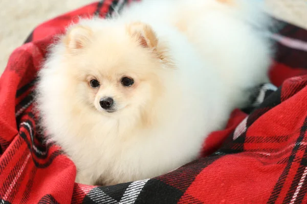 Pomeranian Spitz perro — Foto de Stock