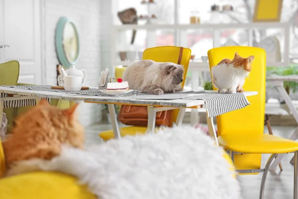 Gatos en la cafetería moderna — Foto de Stock