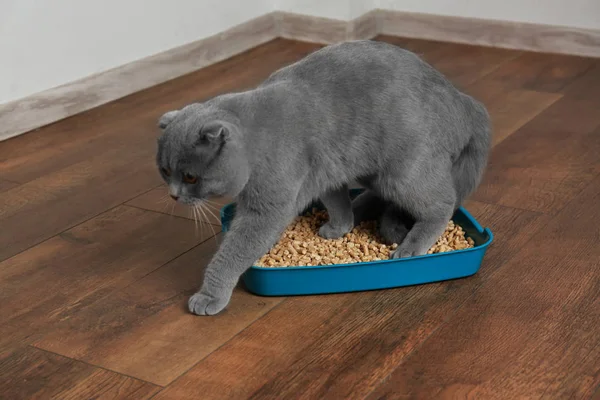 Carino gatto grigio — Foto Stock