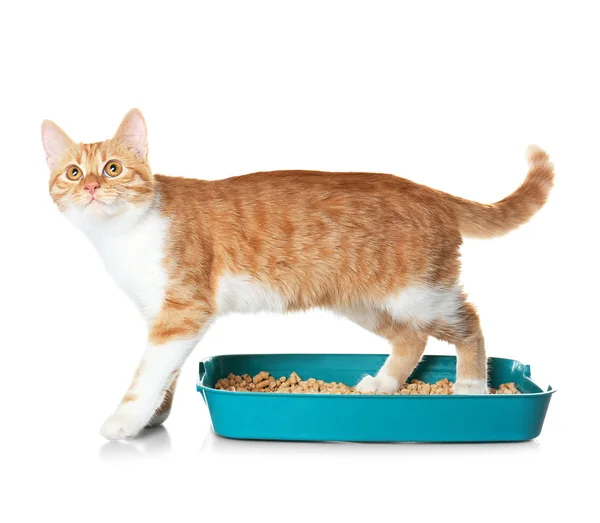 Cat in plastic litter — Stock Photo, Image