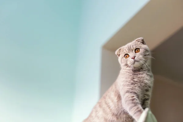 Cat climbing on back of chair — Stock Photo, Image