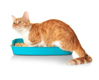 plastik çöp kedi