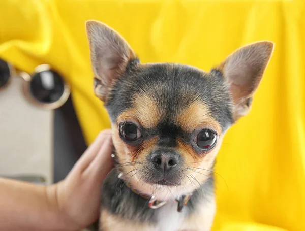 Liten hund väntar på resa — Stockfoto