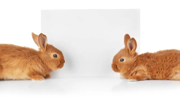 Милі смішні кролики з плакатом — стокове фото