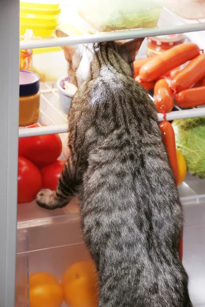 Кошка ищет пищу — стоковое фото