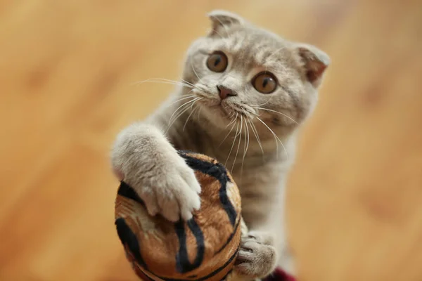 Cute cat sharpening claws — Stock Photo, Image