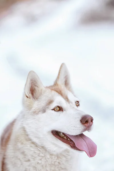 Happy Siberian husky — Stock Photo, Image