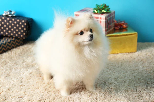 Pomeranian spitz σκύλος — Φωτογραφία Αρχείου