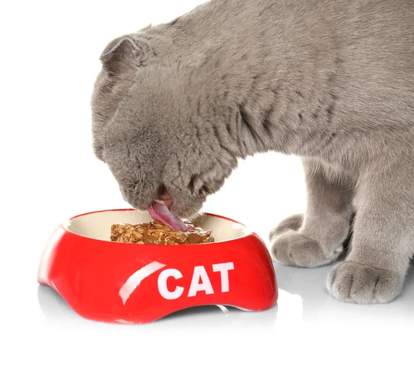 Gato bonito comer — Fotografia de Stock