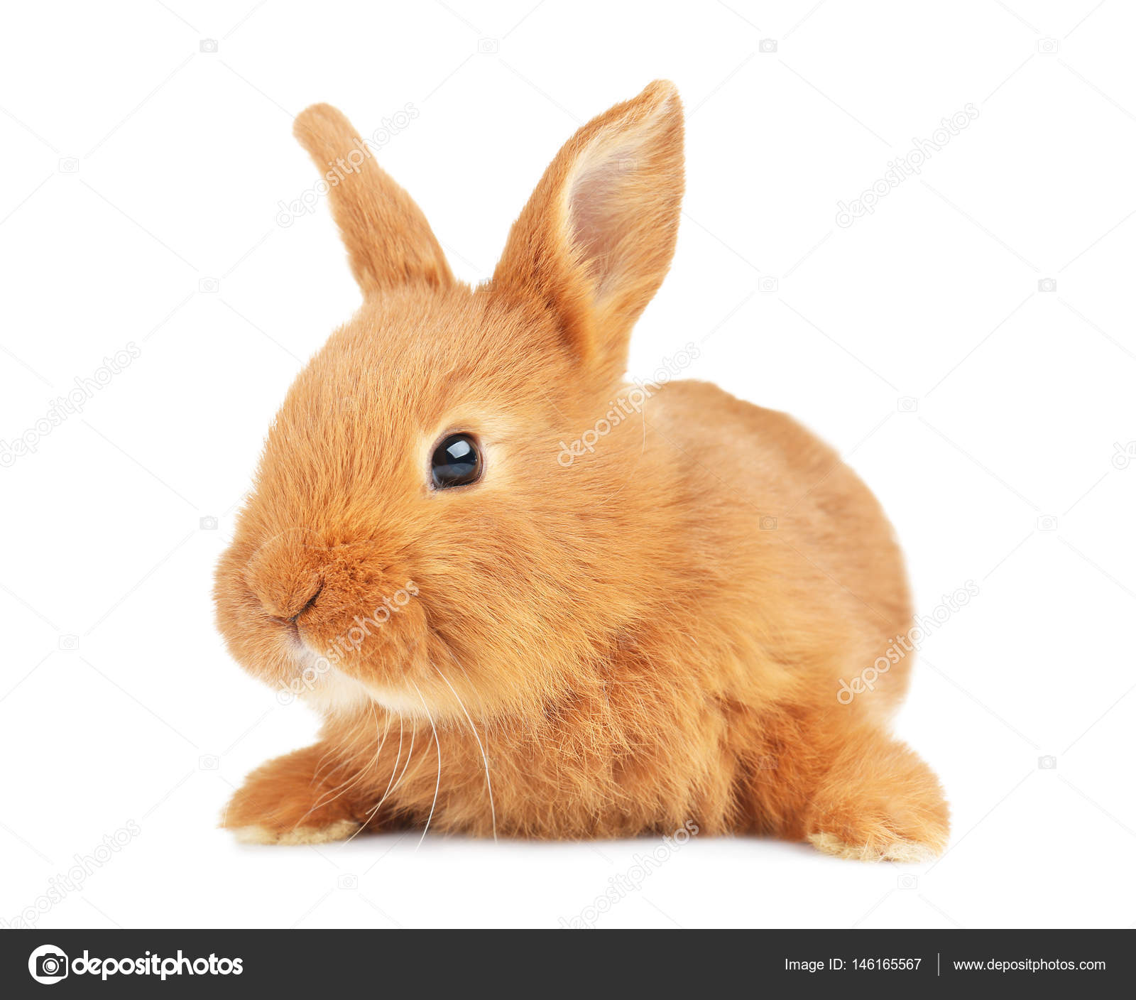 Mignon Lapin Drole Image Libre De Droit Par Belchonock C
