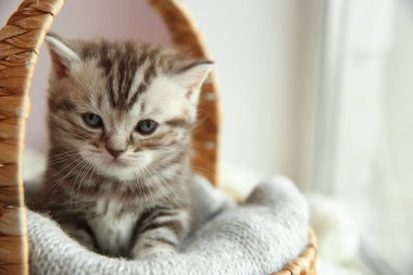 Evdeki sevimli kedi yavrusu.