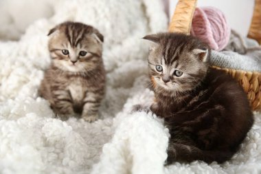 sevimli küçük kedi yavrusu  