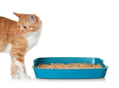 plastik çöp kedi