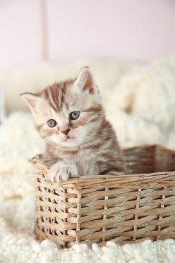 Evdeki sevimli kedi yavrusu.
