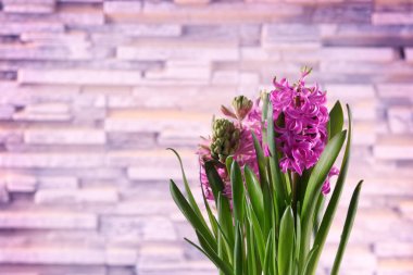 Güzel renkli sümbül 