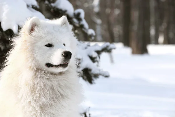 Roztomilý pes samojed — Stock fotografie