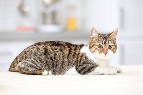 Cute cat lying on table against blurred background