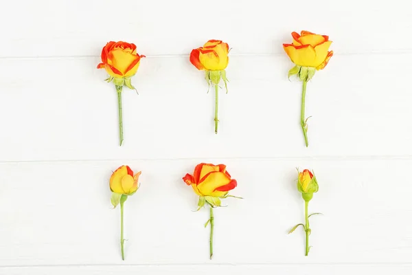 Beautiful colorful roses — Stock Photo, Image