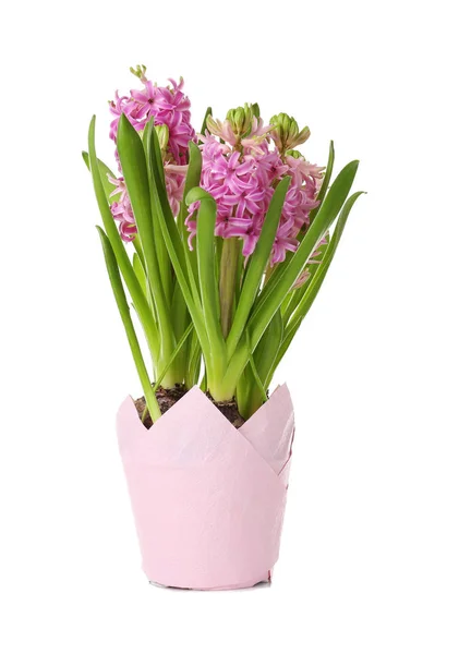 Beautiful hyacinth in pot — Stock Photo, Image