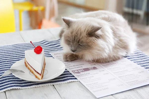 Lindo gato en la mesa en el café — Foto de Stock