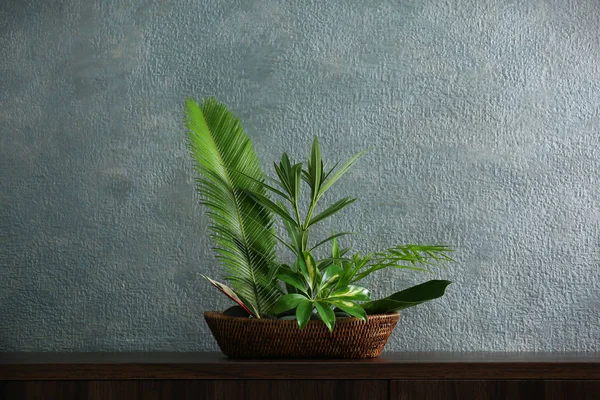 Fresh green Plant arrangement — Stock Photo, Image