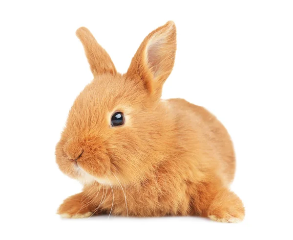 Cute funny rabbit — Stock Photo, Image