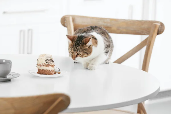 Chat mignon avec morceau de gâteau — Photo