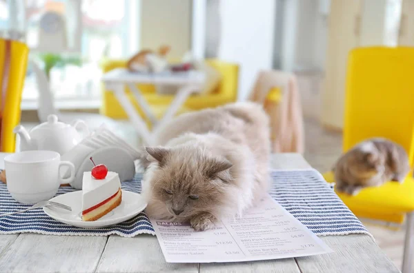 Lindo gato y sabroso postre — Foto de Stock