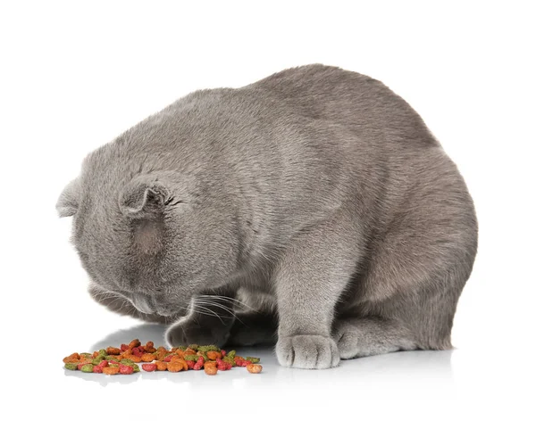 Cute cat eating — Stock Photo, Image