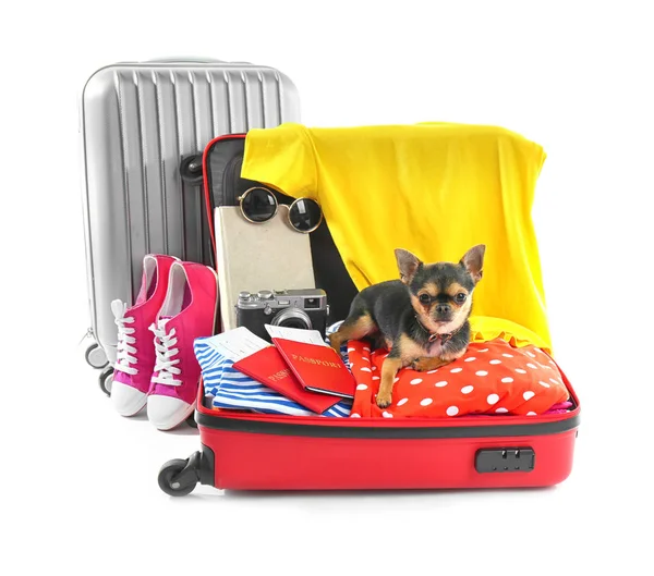 Small dog in suitcase — Stock Photo, Image