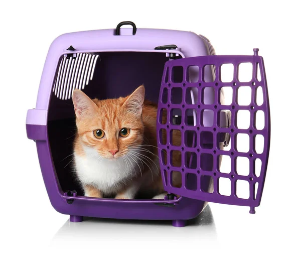 Katze in Kunststoff-Transportbox — Stockfoto