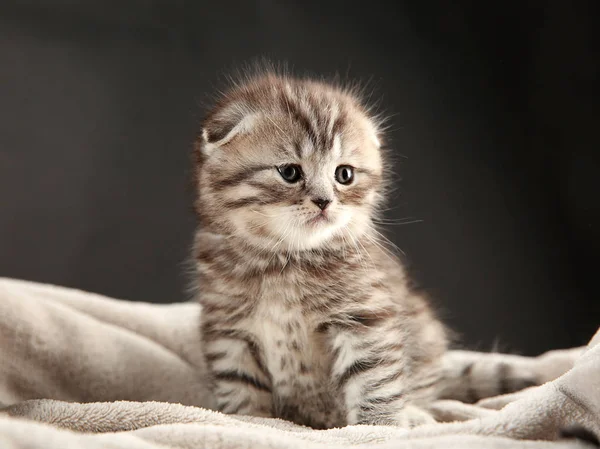 チェック柄のかわいい子猫 — ストック写真