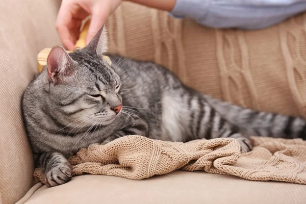 Eigenaar poetsen schattige kat — Stockfoto