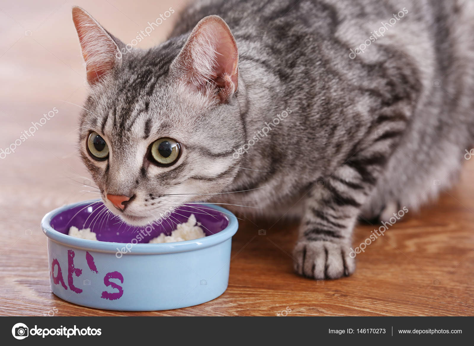 лакомства для кошек. кот в консерве. кошка ест только паштет. котенок с миской голодный. коты едят паштет.