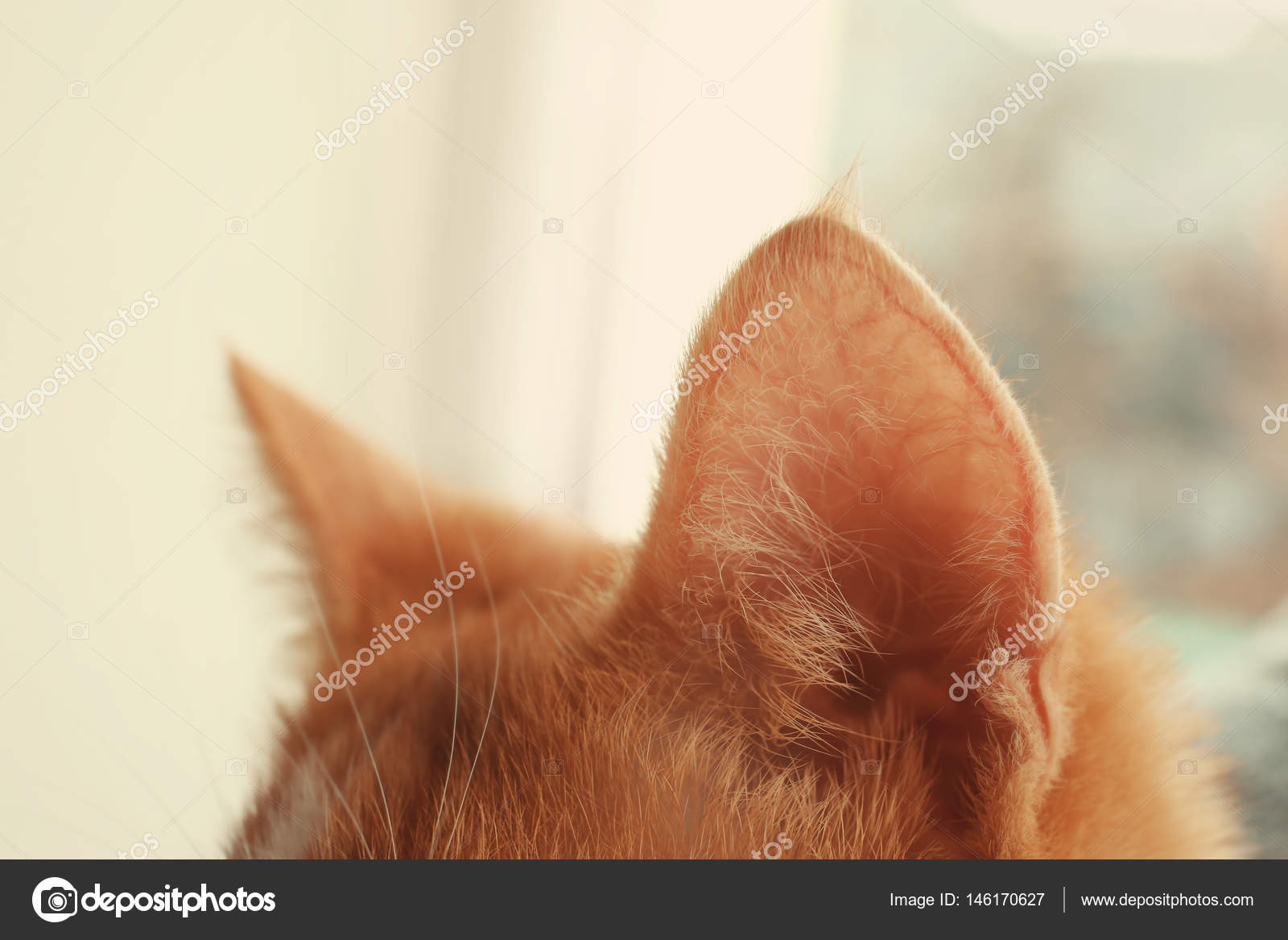 ingeniør dechifrere Forord Red cat ears on blurred background, close up Stock Photo by ©belchonock  146170627