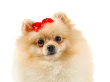 Pomeranian spitz köpek