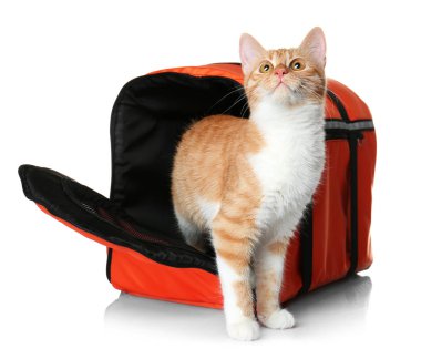 Kedi taşıyıcı foxy yavru kedi ile