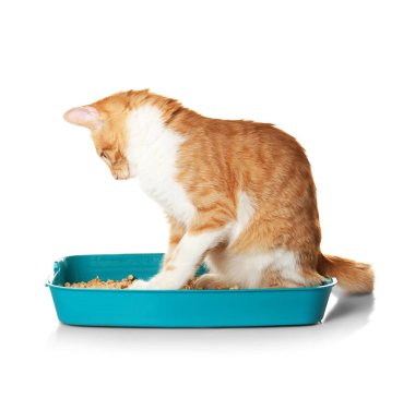 plastik çöp kedi