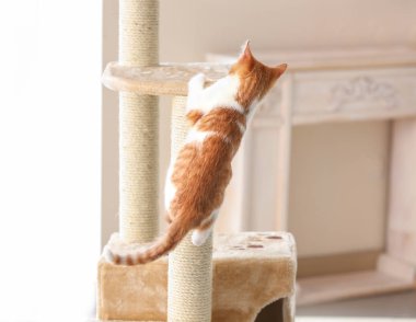 şirin komik kedi