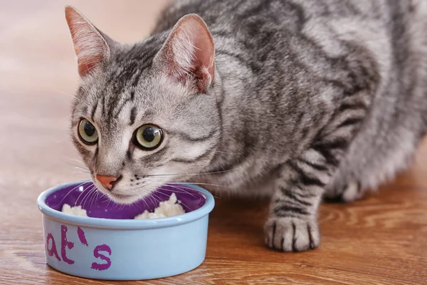 Sevimli kedi yemek — Stok fotoğraf