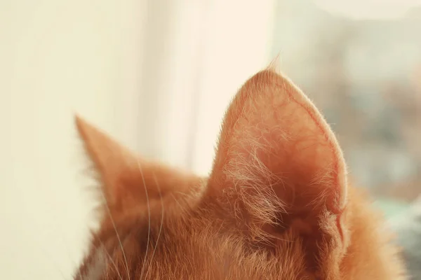 Red cat ears on blurred background, close up — Stock Photo, Image