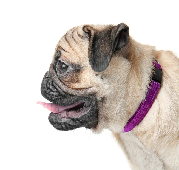 Cute little pug — Stock Photo, Image