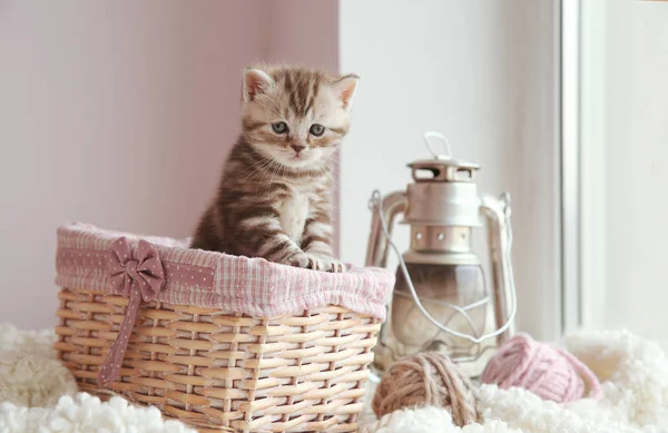 Söt kattunge hemma — Stockfoto