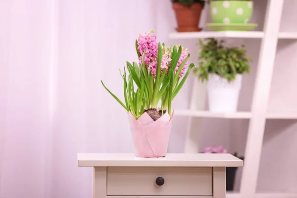 Mooie hyacint in pot — Stockfoto
